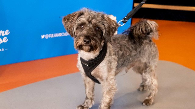 Dog-Friendly Cinema Events