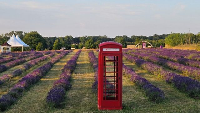 Mayfield’s Secret Lavender Garden