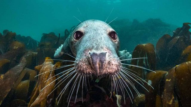 North Sea, Nature Untamed + Q&A