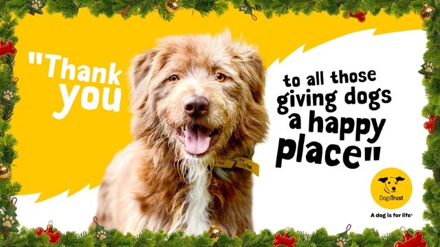 Your dog’s happy place: Dog-Friendly screenings with Dogs Trust